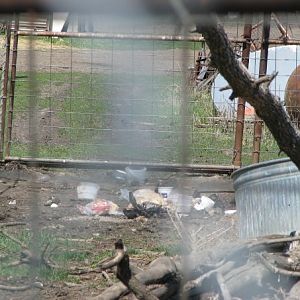 Garbage in Bear Enclosure - Guzoo May 2008
