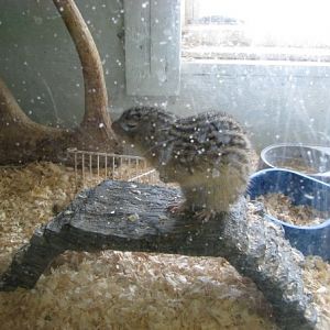 13 Lined Squirrel Exhibit - Guzoo May 2008