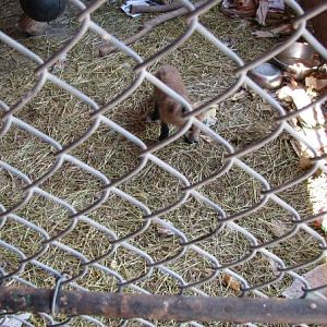 Red Fox/Lion Cub - Guzoo May 2008