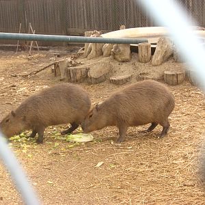 Capybara - Guzoo