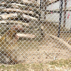 Barbary Macaque - Guzoo