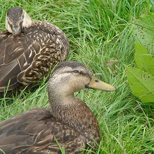Mottled duck