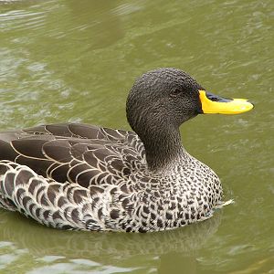 Yellow billed duck