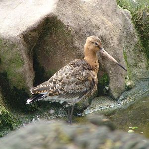 Black tailed godwit
