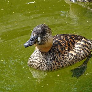 African white backed duck