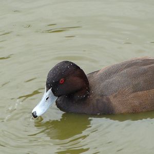 Southern pochard