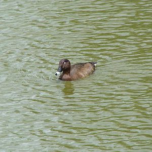 Australian white eye