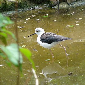 Black winged stilt