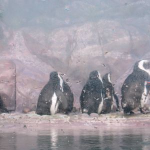 Penguins