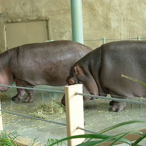 Hippos - Calgary Zoo
