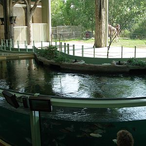 Hippo Pool - Calgary Zoo
