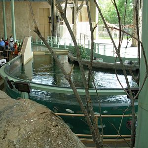 Hippo Pool - Calgary Zoo