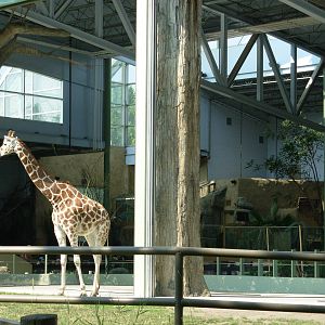Giraffe Exhibit - Calgary Zoo