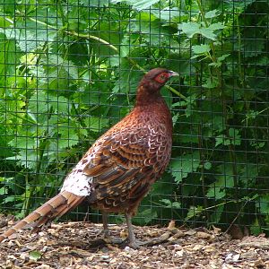 Ijame copper pheasant