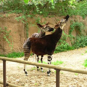 Okapi
