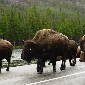 Bison in Yellowstone National Park