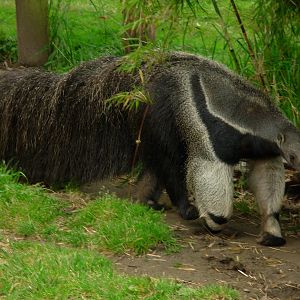 Giant Anteater - San Francisco Zoo