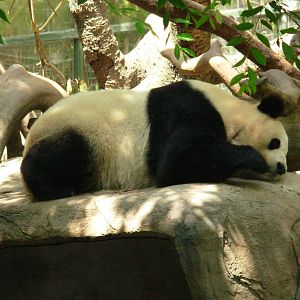Giant Panda - San Diego Zoo