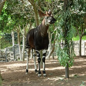 Okapi - San Diego Zoo