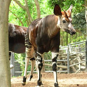 Okapi - San Diego Zoo