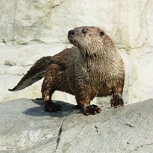 River Otter - San Diego Zoo
