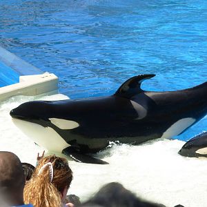 Killer Whale Show - Seaworld San Diego