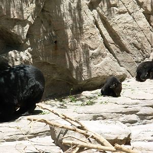 Famous Bear Mountain - Denver Zoo