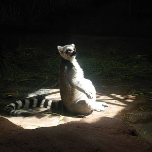 Ring-Tailed Lemur - Denver Zoo