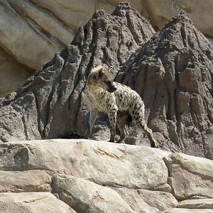 Hyena in Predator Ridge - Denver Zoo