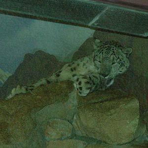 Snow Leopard - Denver Zoo