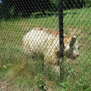 Albino Black Bear - Greater Vancouver Zoo