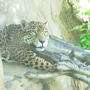 Jaguar Cove - Woodland Park Zoo