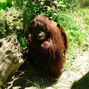 Orangutan - Woodland Park Zoo