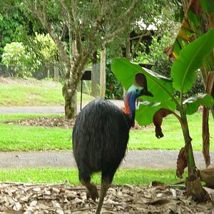 Wild Cassowary near Kuranda , Queensland
