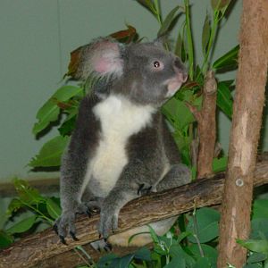 Koala - Kuranda Wildlife Park