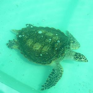Rescued Turtle - Crocodylus Park