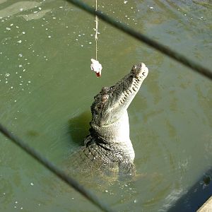 Feeding time at Crocodylus Park