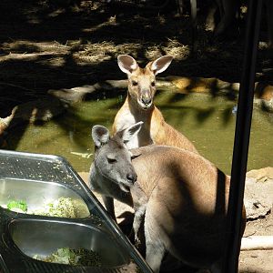 Kangaroos at Crocodylus Park