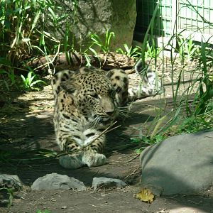 Leopard at Crocodylus Park