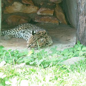 Ocelot at Crocodylus Park