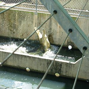 Feeding time at Crocodylus Park