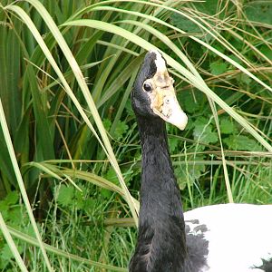 Magpie goose