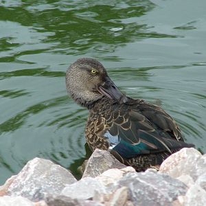 New Zealand shoveler