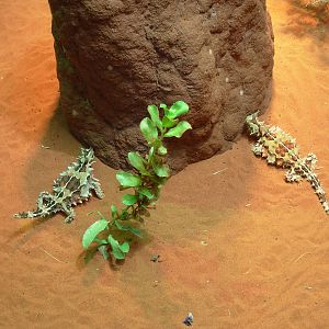 Thorny Devils - Alice Springs Desert Park