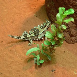Thorny Devil - Alice Springs Desert Park