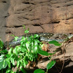 Carpet Python? - Sydney Wildlife World