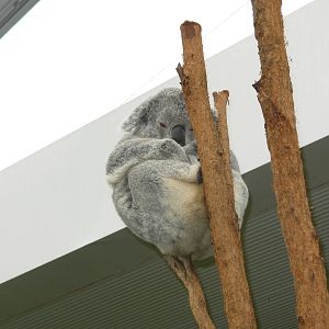 Koala - Sydney Wildlife World