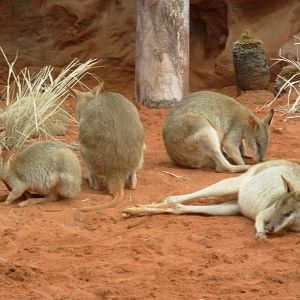 Wallabies - Sydney Wildlife World