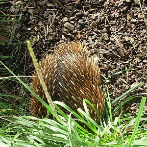 Echidna - Taronga Zoo