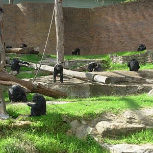 Chimpanzees - Taronga Zoo